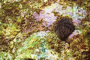 sea urchin died from ostreopsis slime