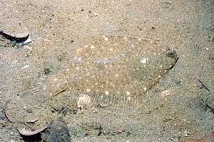 sand flounder (Rhombosolea plebeia)
