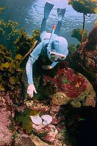 diver finds two spent paper nautilus shells