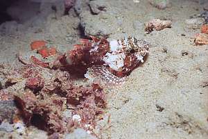 dwarf scorpionfish (Scorpaena papillosus)
