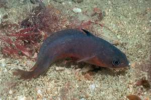 young red cod (Pseudophycis bachus)