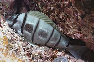 convict surgeonfish (Acanthurus triostegus) sleeping
