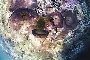 jellyfish flotsam