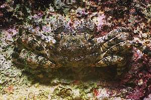 female shore crab (Plagusia depressa tuberculata)