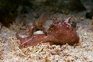 The little seahare Aplysia parvula