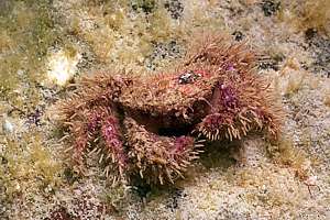 hairy crab (Pilumnus sp.)