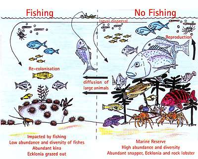 effect of marine protection diagram