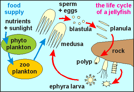 Life cycle of a jellyfish