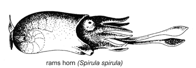 Ramshorn squid (Spirula spirula)