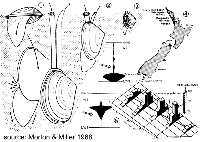 toheroa and tuatua ecology Paphies spp