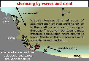cleansing by wave action