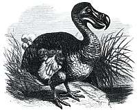 The extinct dodo from Mauritius Island
