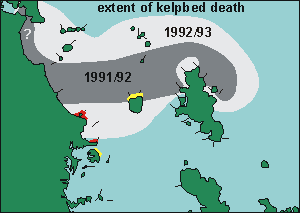 kelp invasions near Leigh