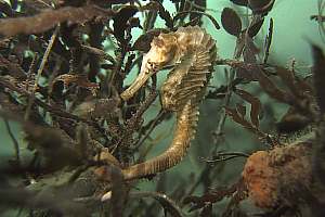 f003900: seahorse on seaweed