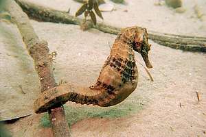 f003929: pregnant male seahorse