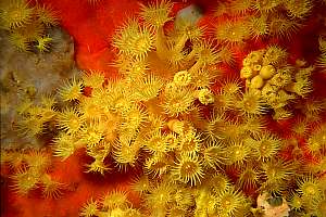 f019624: zoanthid anemones on a red carpet sponge.