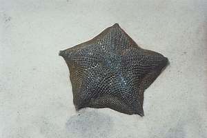 cushion stars are resistant to many natural poisons