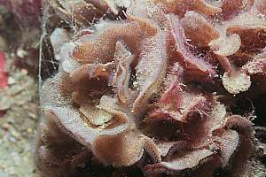 leafy bryozoa belong to degraded environments