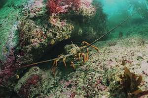 crayfish in Gisborne reserve