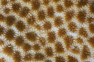 closeup of a Porites coral