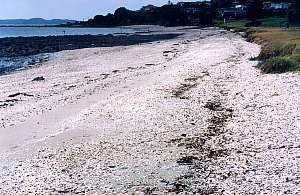 shelly beaches are disappearing everywhere