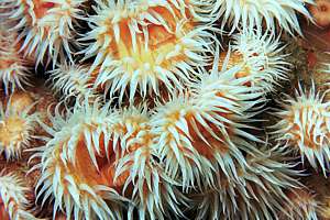 white-tentacled anemones