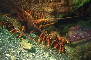 f000919: crayfish packed in tight formation