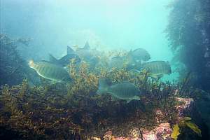 f000932: a group of parore feeding on sheltered flapjack kelp