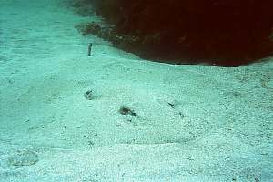 f002215: short-tailed stingray burrowed under sand