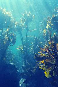 f002226: stalked kelp in shallow water