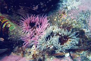 f003710: sea dahlia anemones, Isocradactis magna