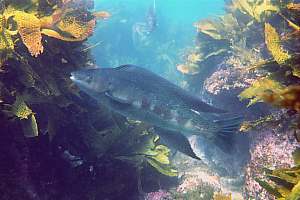 f007732: male butterfish (Odax pullus)