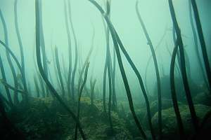 f016803: in the summer of 92-93, the entire kelp forest died.