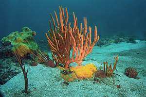 f017101: sponges of the deep reef