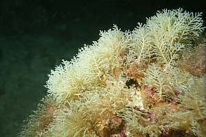 f017106: yellow hydroid trees