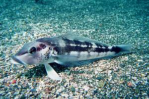 f017911: young femal blue cod