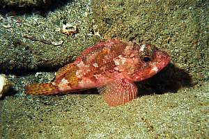 f018734: a dwarf scorpionfish, Scorpaena papillosus