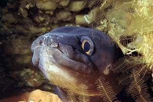f019220: common conger eel, Conger verreauxi