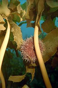 f019724: an urchin has climbed a stalk