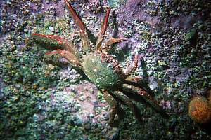 f019916: red rock crab, Plagusia capensis