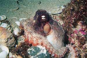 f028304: the sand octopus, Octopus gibsii