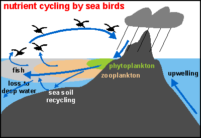 Recycling of nutrients by sea birds
