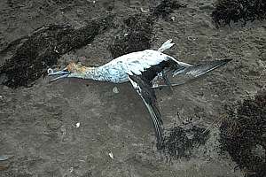 dead Australian gannet (Morus serrator)