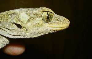 Duvaucel's Gecko (Hoplodactylus duvauceli).