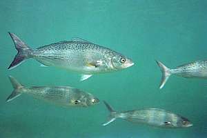 kahawai or sea trout, Arripis trutta