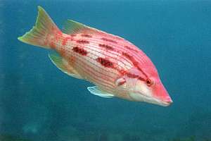 female pigfish (Bodianus unimaculatus)