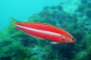 crimson cleanerfish (Suezichthys aylingi)