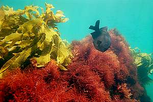 black angelfish and seaweeds