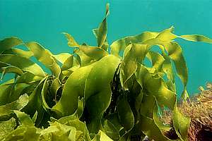 strap kelp (Lessonia variegata)