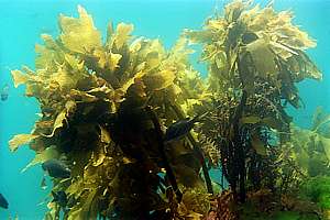 stalked kelp (Ecklonia radiata)